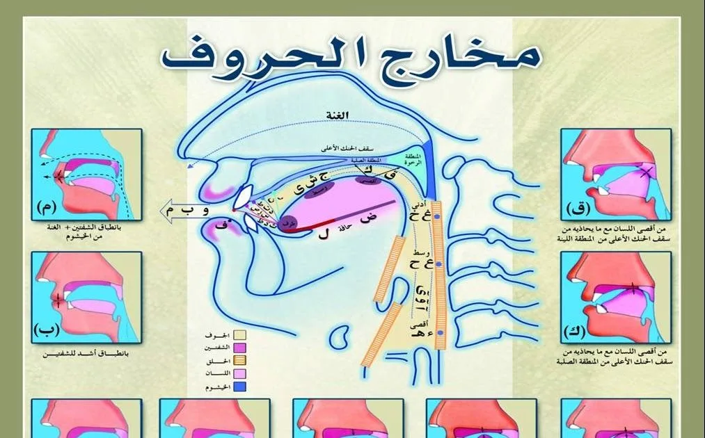advanced tajweed courses for women